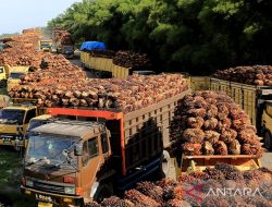 Harga referensi CPO 1-15 Oktober 2023 meningkat 3,57 persen