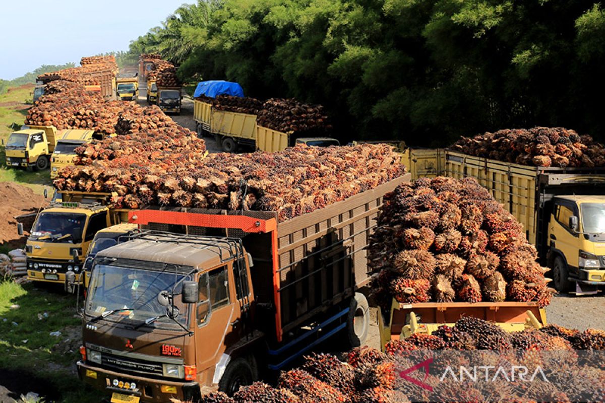 Harga referensi CPO 1-15 Oktober 2023 meningkat 3,57 persen