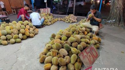 Provinsi Kalbar memasuki puncak musim buah durian dari penjuru daerah