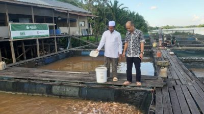 DKP Kalbar memaksimalkan produksi ikan budi daya dengan pakan mandiri